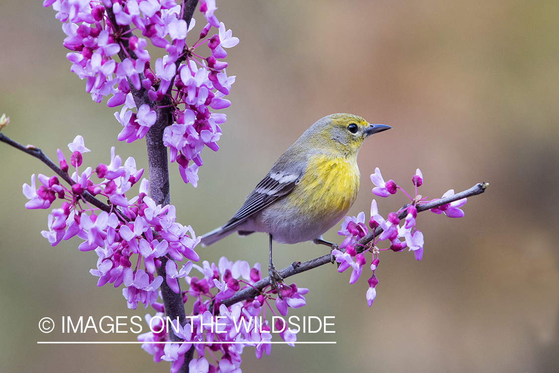 Pine Warbler on branch.