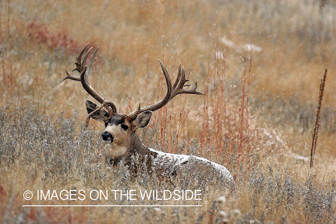 Mule deer buck in habitat. 