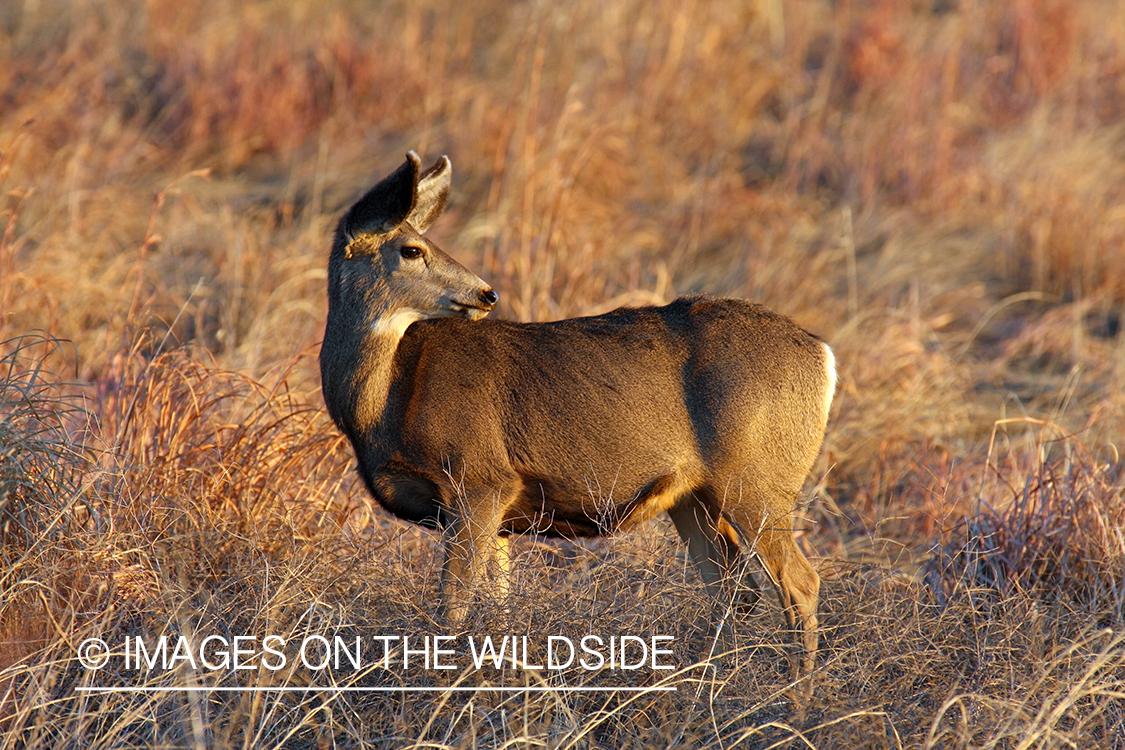 Mule deer doe in habitat. 