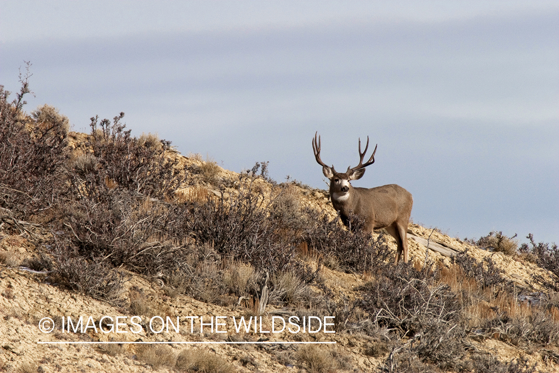 Mule deer buck in habitat