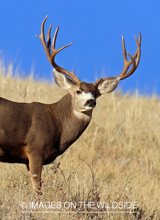 Mule deer buck in habitat.