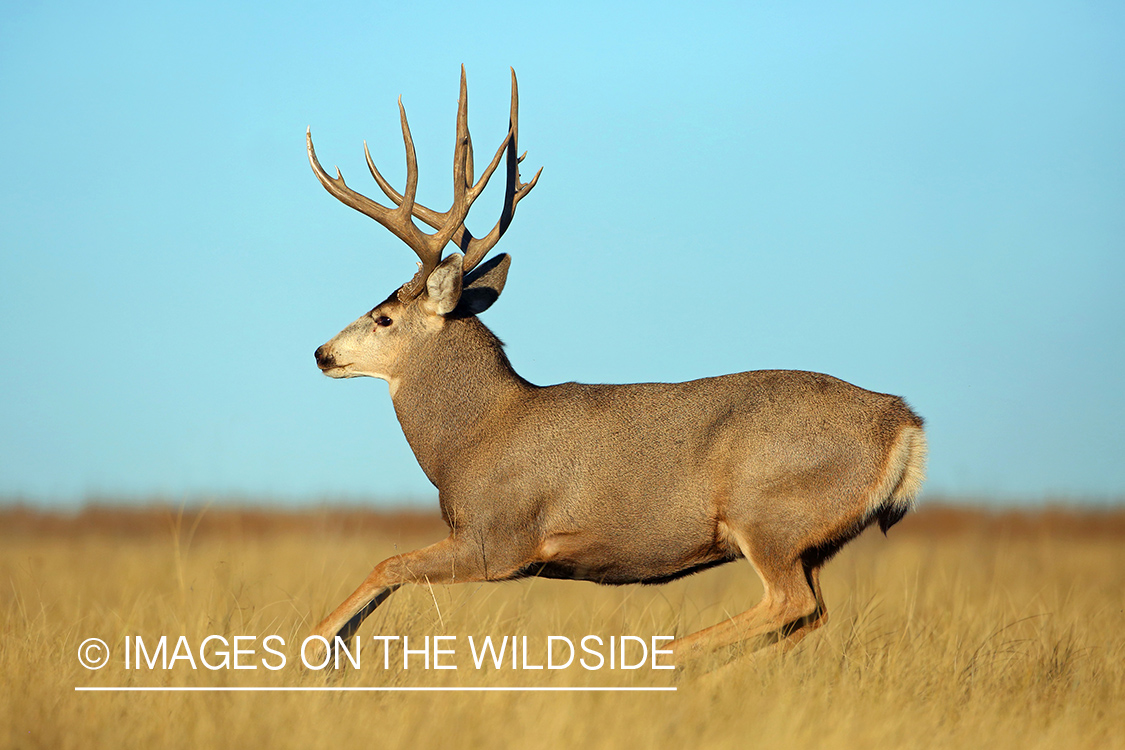 Mule deer buck in field.