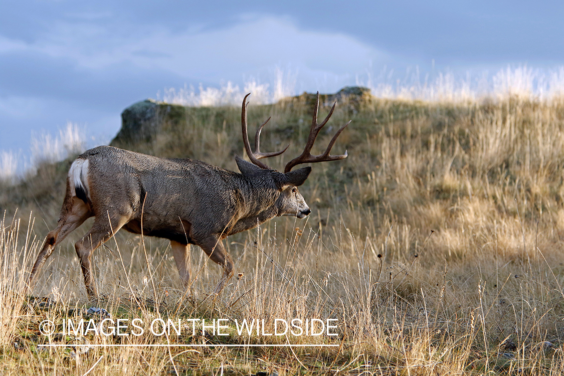 Mule deer buck in field.