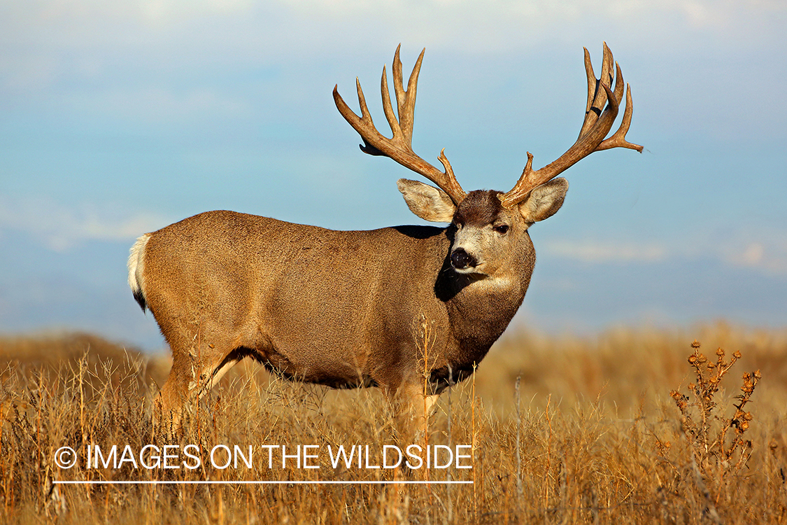 Mule deer buck in field.