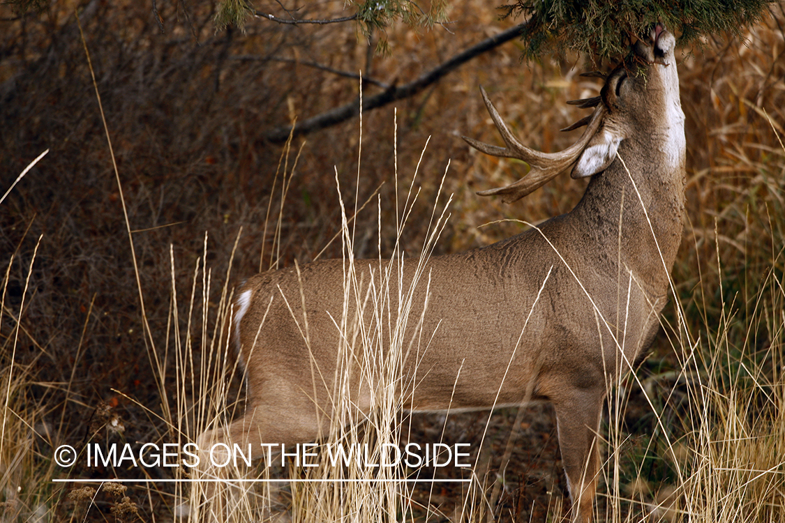 Whitetail Buck