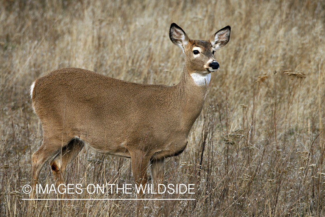 Whitetail Doe