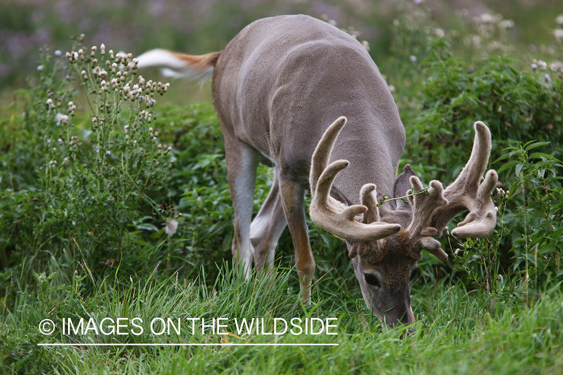 Whitetail buck in velvet