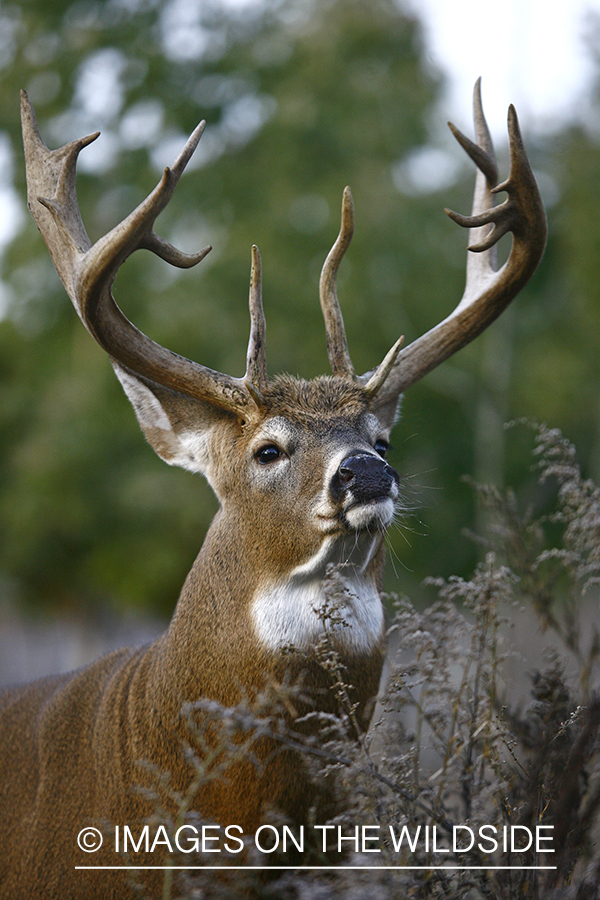 Whitetail buck in habitat