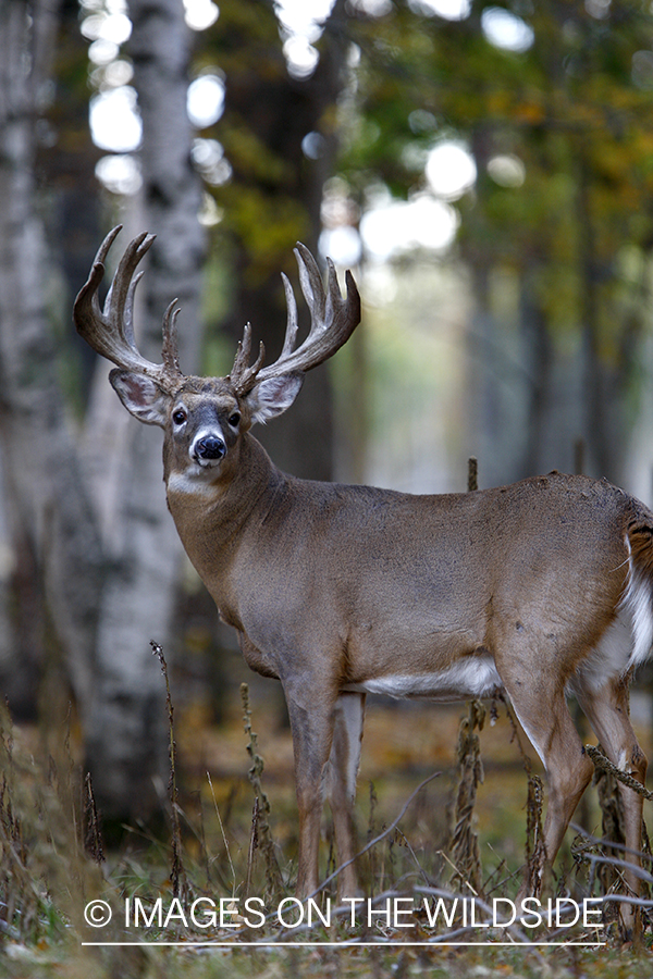 Whitetail buck in habitat