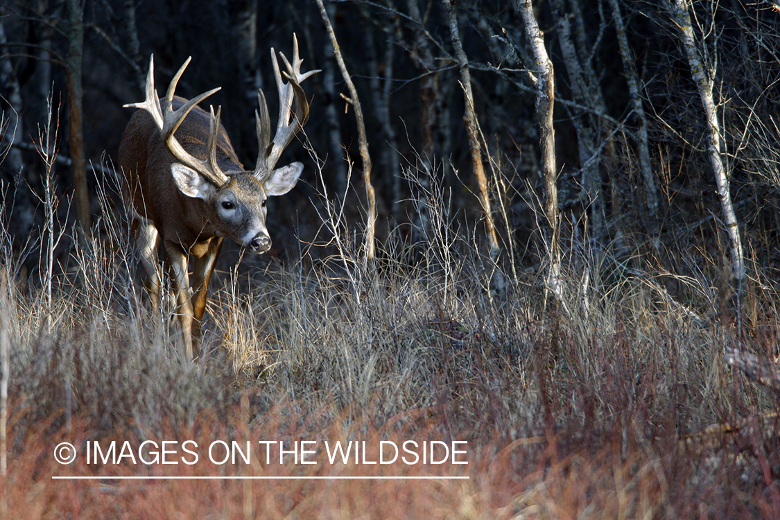 Whitetail buck in rut.