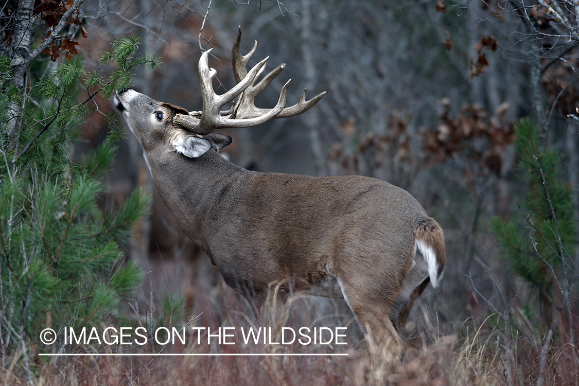 Whitetail buck in habitat.