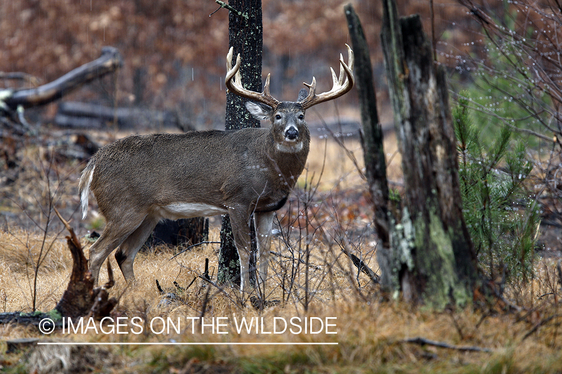 Whitetail buck in habitat.