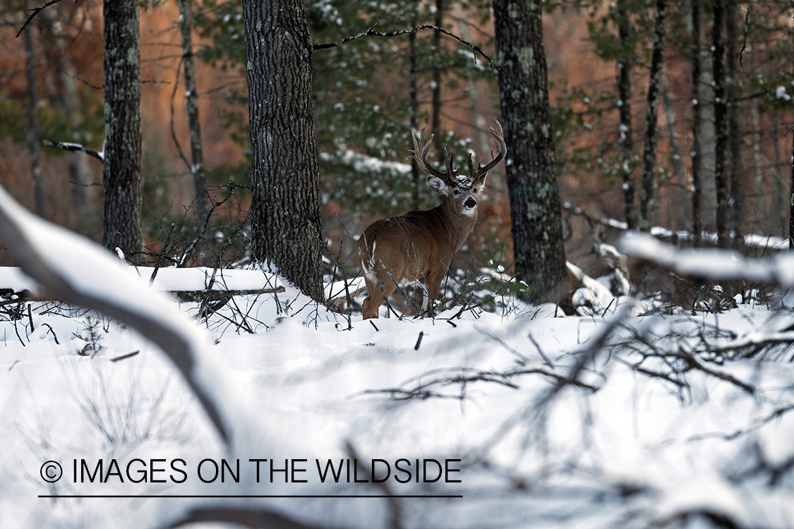 White-tailed buck in habitat.