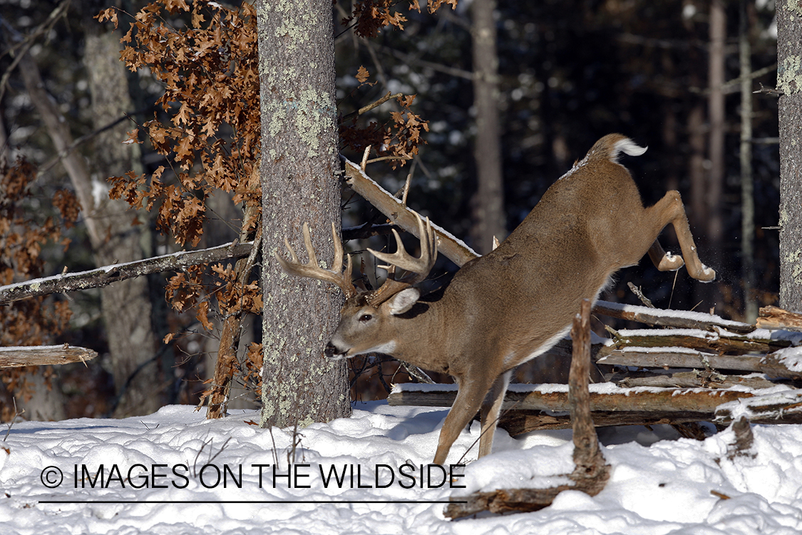 White-tailed buck in habitat.