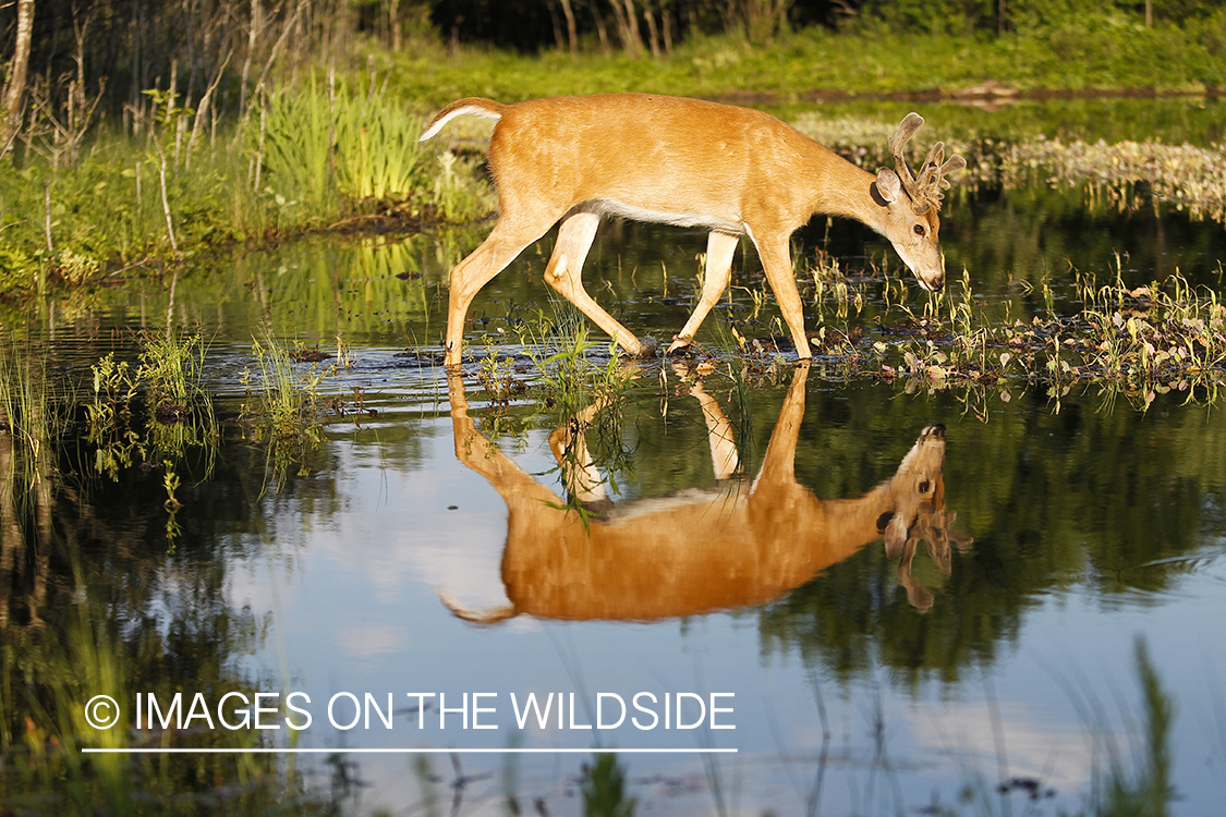 Whie-tailed deer apple creek