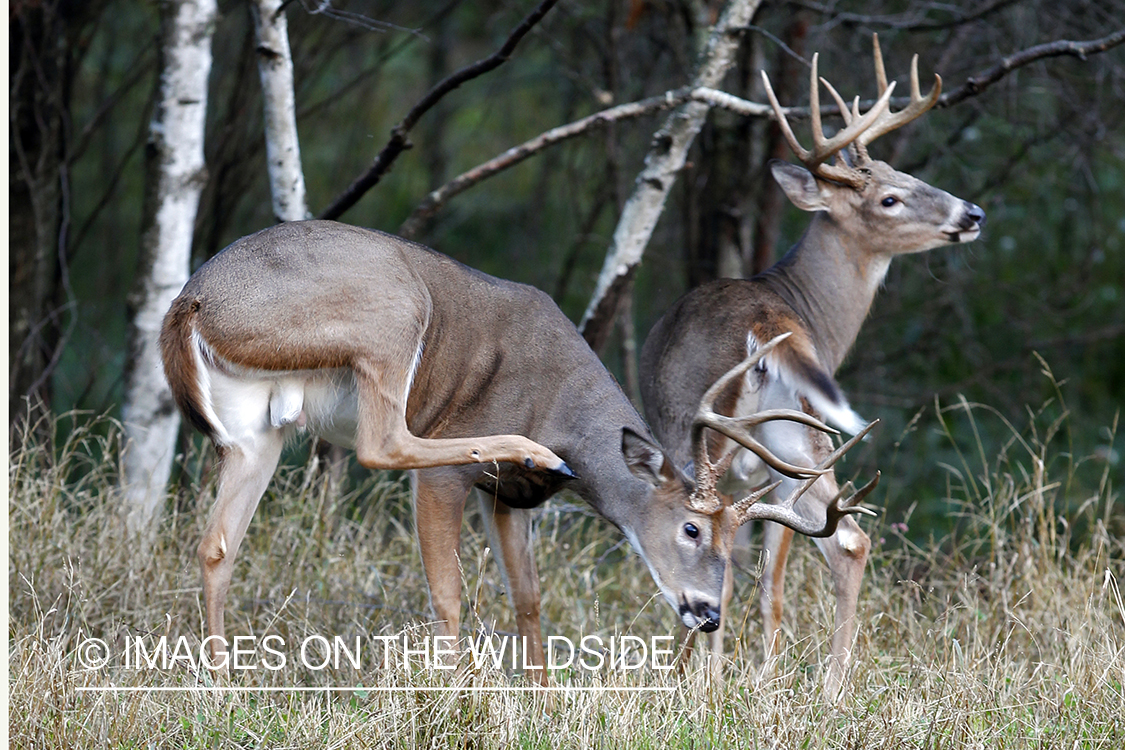 White-tailed bucks in habitat