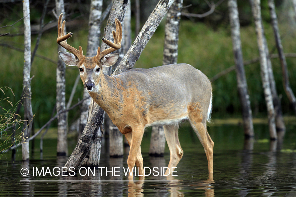 White-tailed buck in velvet 