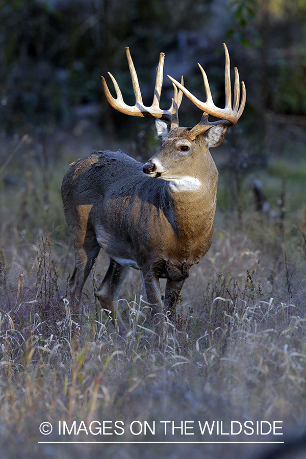 White-tailed buck in habitat. *