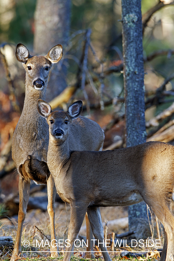 White-tailed mother with young in habitat. *