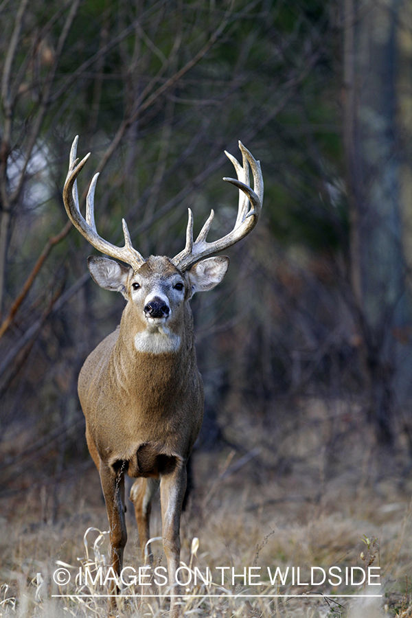 White-tailed buck in habitat. *