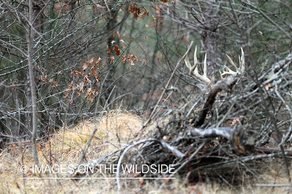 White-tailed buck in habitat. 