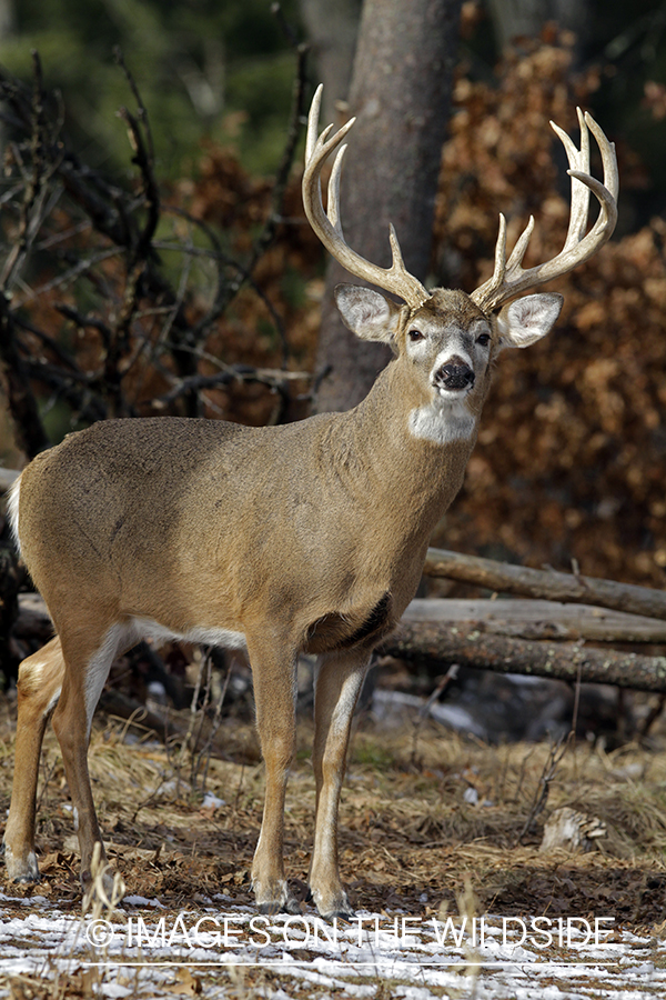 White-tailed buck in habitat. *