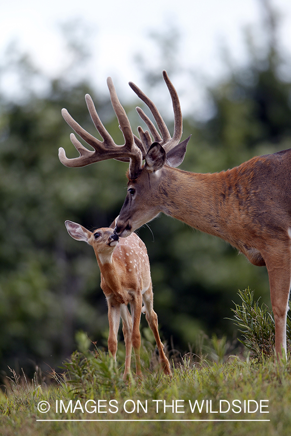 White-tailed buck with fawn. 