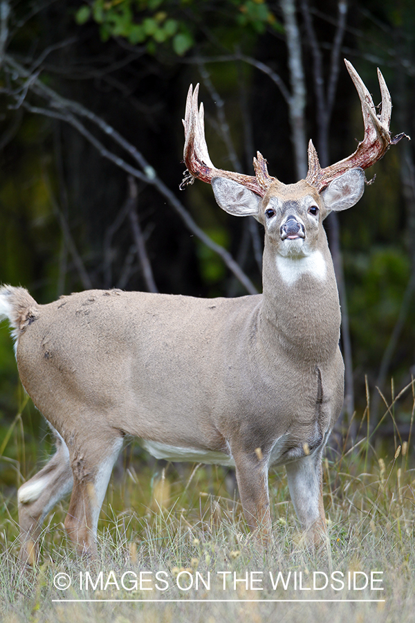 White-tailed buck shedding velvet.  