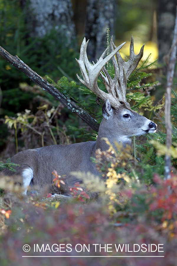 White-tailed buck in habitat. 