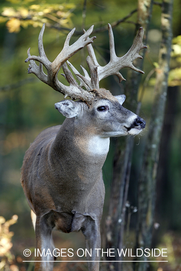 White-tailed buck in habitat. 