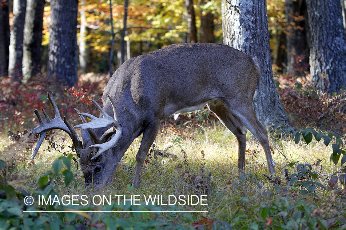 White-tailed buck in habitat. 