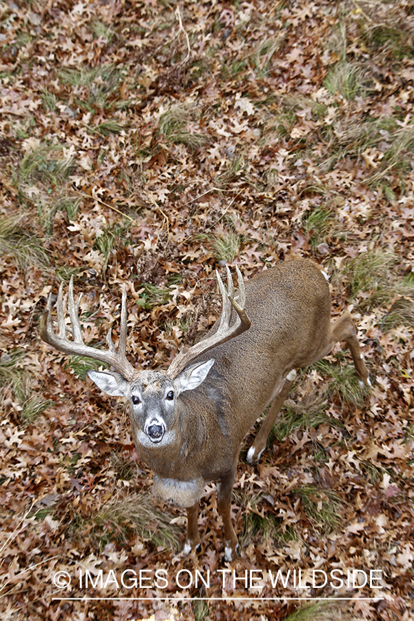 View of white-tailed buck from tree stand. 