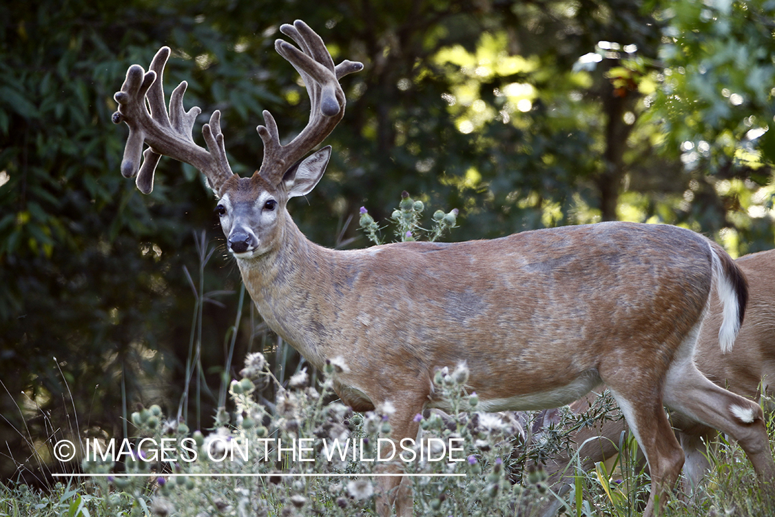 White-tailed buck in velvet.