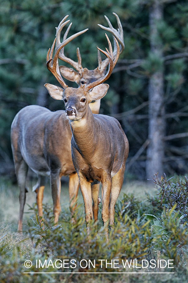 White-tailed bucks in habitat.