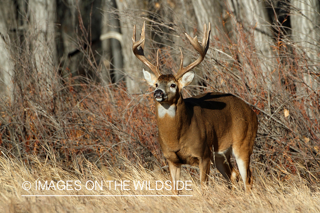 White-tailed buck in habitat.