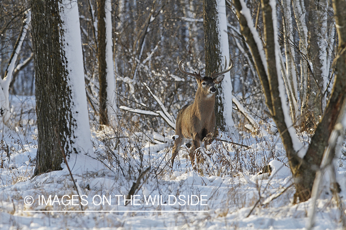 White-tailed buck in winter habitat.