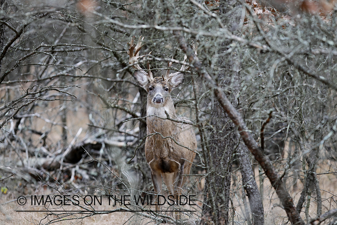 White-tailed buck in habitat.