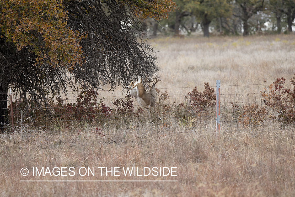 White-tailed buck leaping fence.