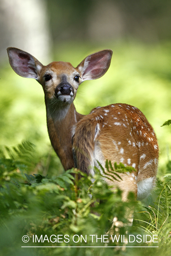 White-tailed fawn in habitat.