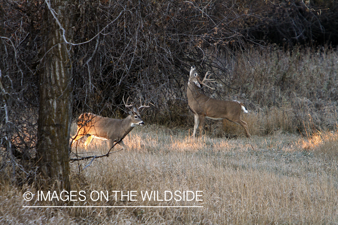 View of white-tailed deer in habitat from tree stand.