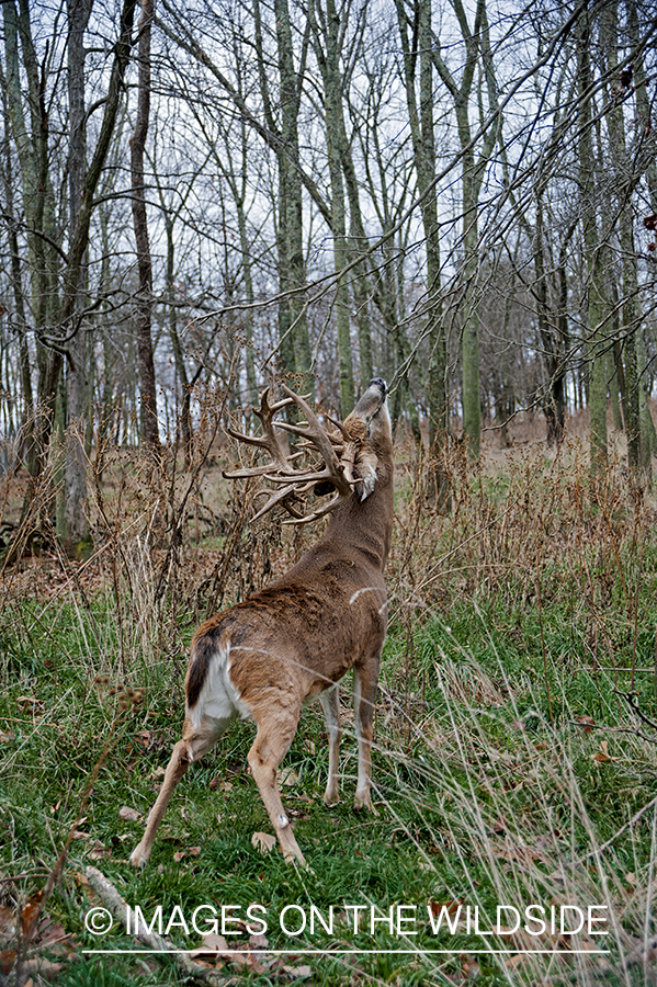 White-tailed buck making a scrape during the rut.