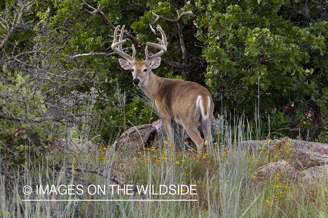 White-tailed buck in velvet.