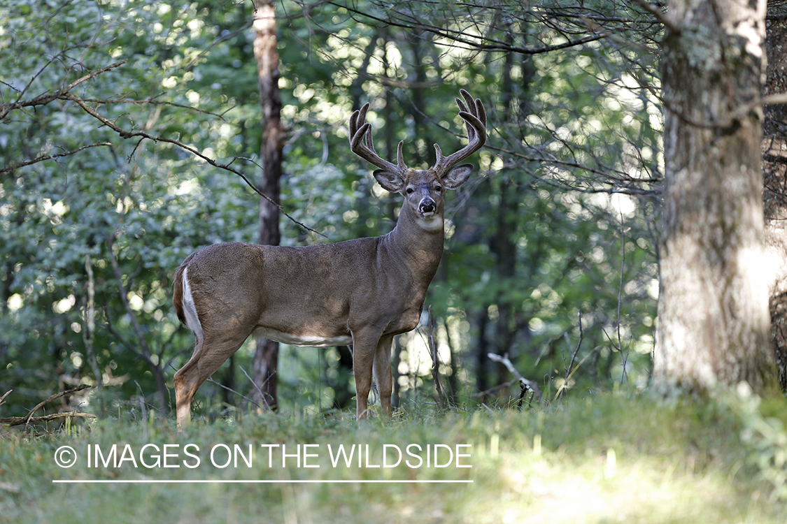 White-tailed buck in habitat.