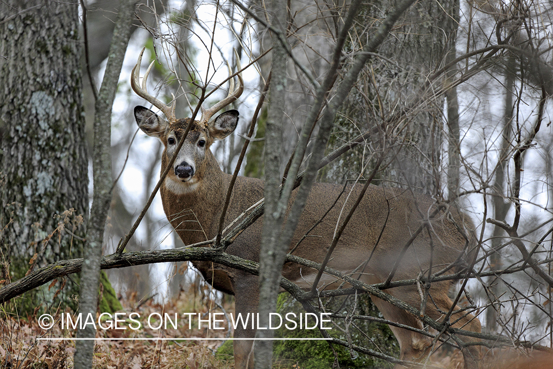 White-tailed buck in habitat.