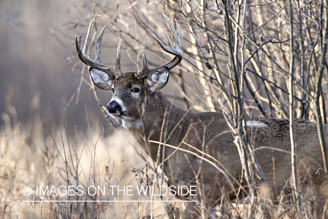 White-tailed buck in habitat. 