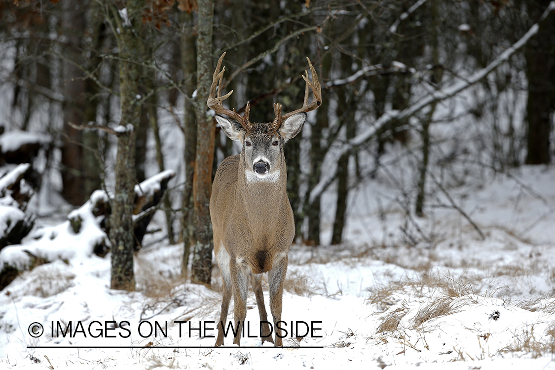 White-tailed buck in winter habitat.