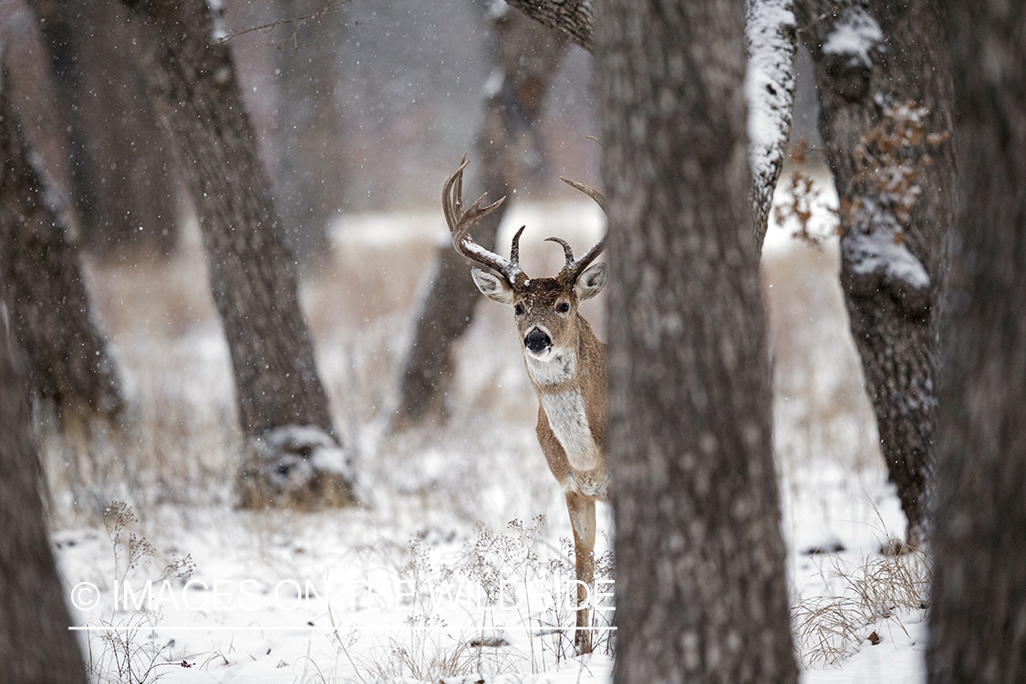 White-tailed buck in winter habitat.