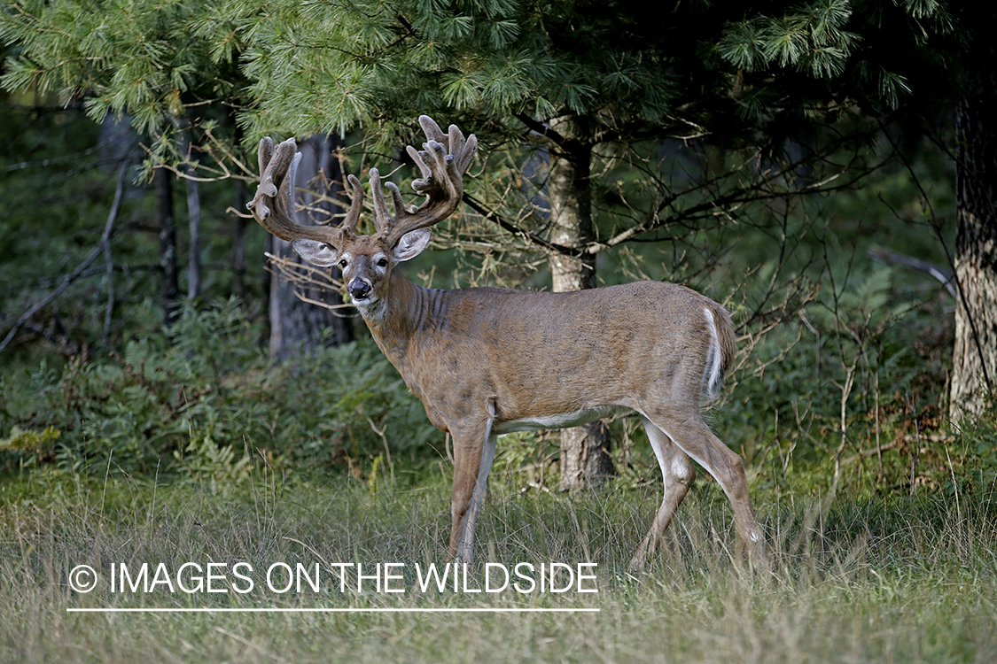 White-tailed Buck in Velvet.