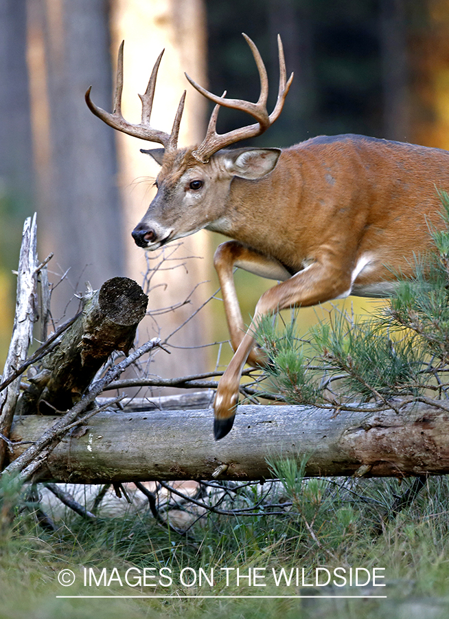 White-tailed buck jumping over log.