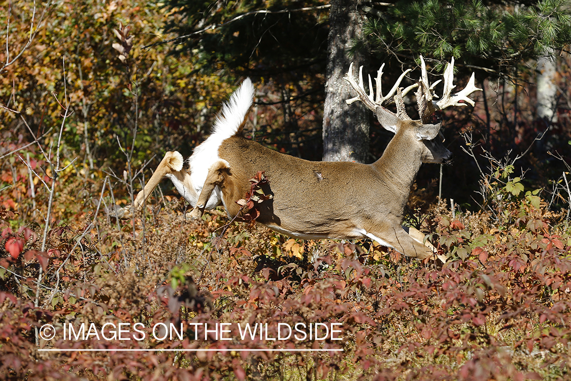 White-tailed buck fleeing.